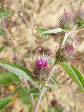 Image of common burdock