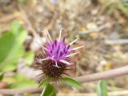 Imagem de Arctium minus (Hill) Bernh.