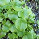 Image of <i>Parnassia cirrata</i> var. <i>intermedia</i>