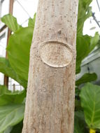 Image of Breadfruit Tree