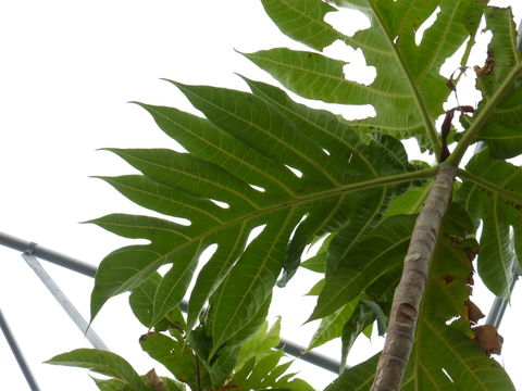 Image de Arbre à pain