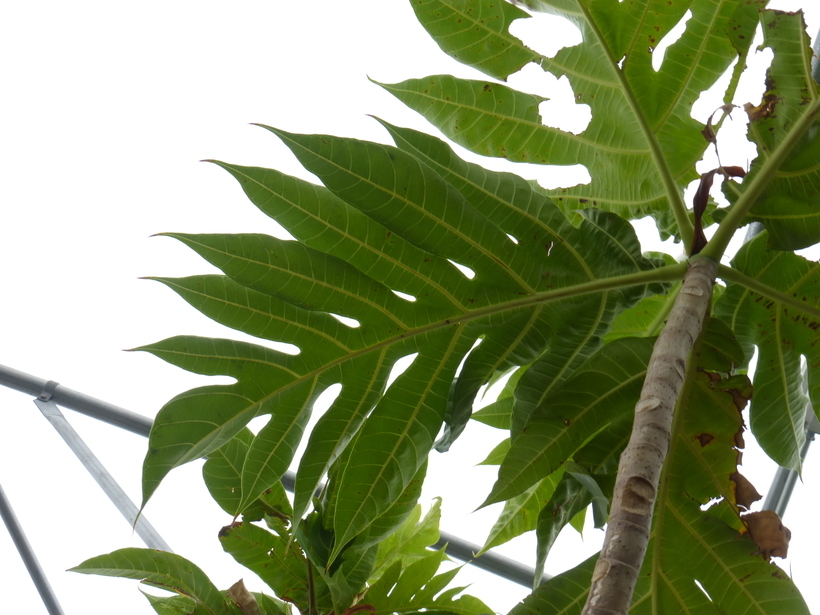 Image of Breadfruit Tree