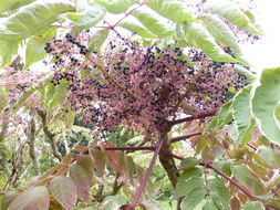 Image of Japanese angelica tree