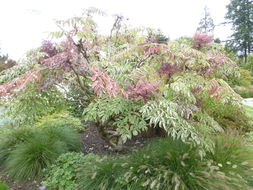 Image of Japanese angelica tree