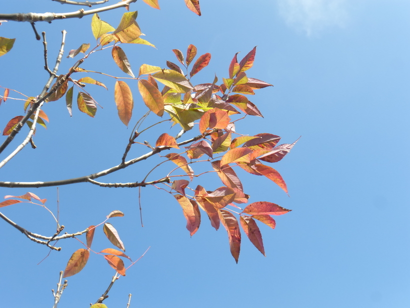 Image of American Ash