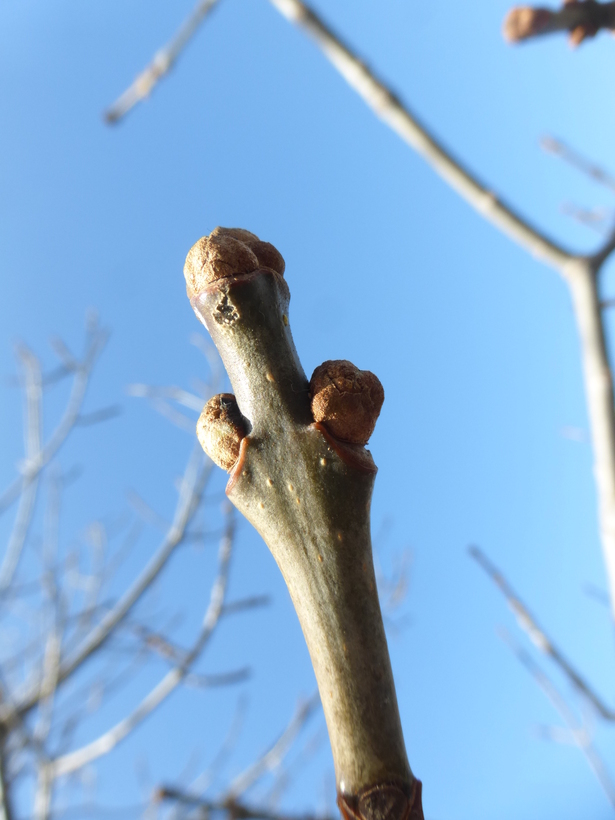 Image of American Ash