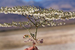 Image of Parry's buckwheat