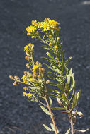 Image of Strong-smelling Inula