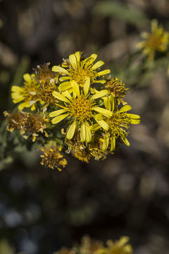 Image of Strong-smelling Inula