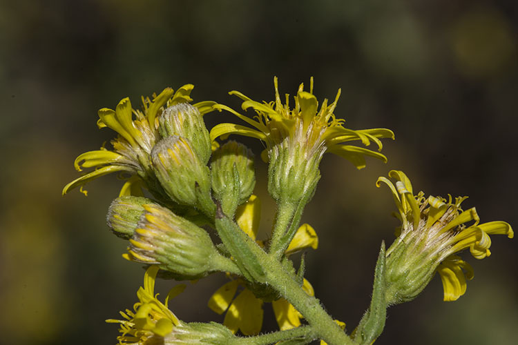 Image of Strong-smelling Inula