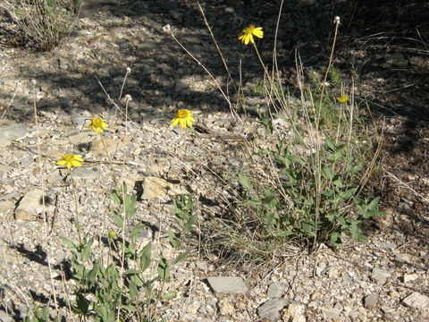 Image de Verbesina rothrockii B. L. Rob. & Greenm.