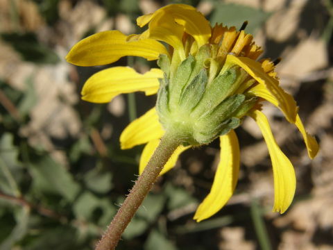 Image de Verbesina rothrockii B. L. Rob. & Greenm.