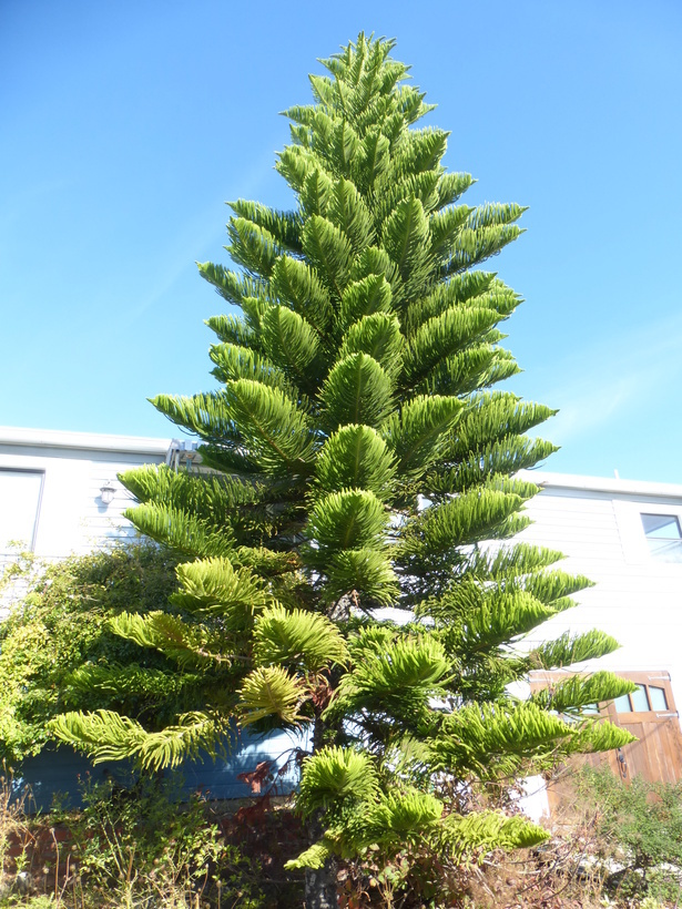 Image of Norfolk Island Araucaria