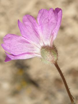 Слика од Allionia incarnata var. villosa (Standl.) Munz