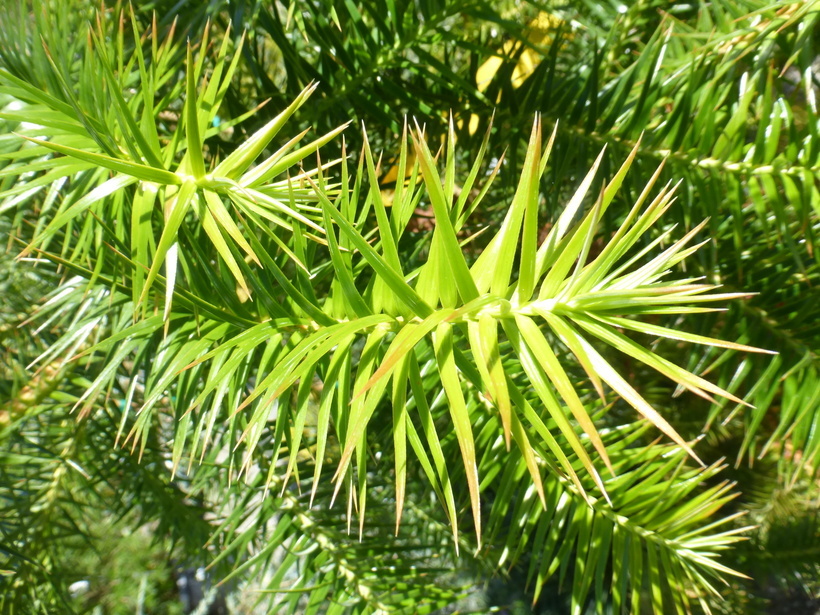 Image of Formosan China fir