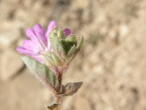 Imagem de Allionia incarnata var. villosa (Standl.) Munz