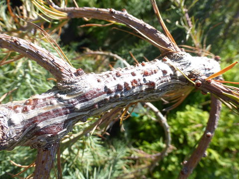 Image of European Larch