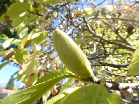 Image of Lily Tree