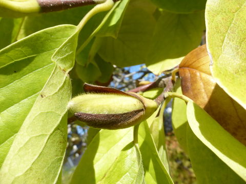 Image of Lily Tree