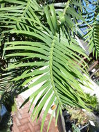 Image of Wollemi Pine