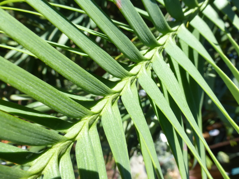 Image of Wollemi Pine