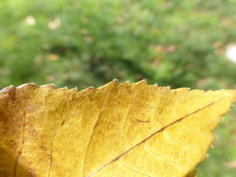 Image of shagbark hickory