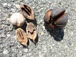 Image of shagbark hickory