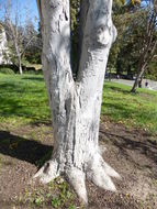 Image of shagbark hickory