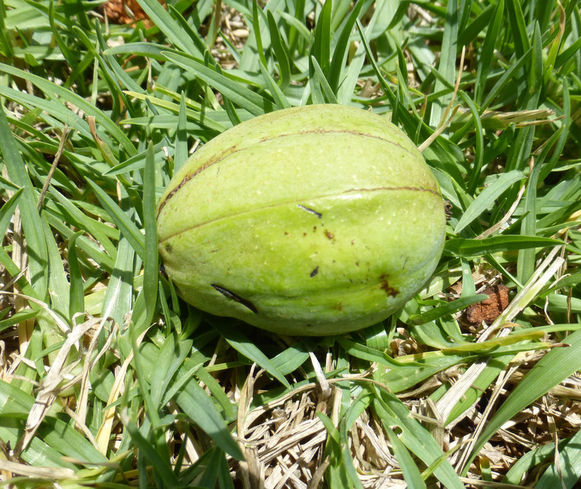 Image of shagbark hickory