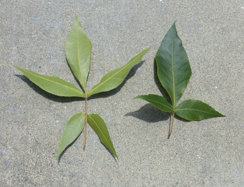 Image of shagbark hickory