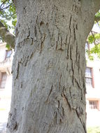 Image of shagbark hickory