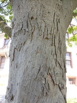 Image of shagbark hickory