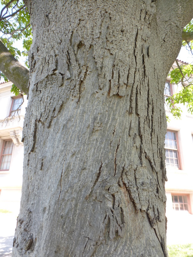 Image of shagbark hickory