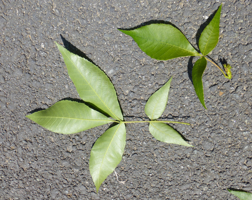 Image of shagbark hickory