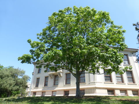 Image of shagbark hickory