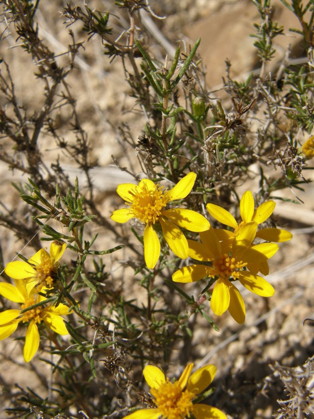 Image of pricklyleaf dogweed