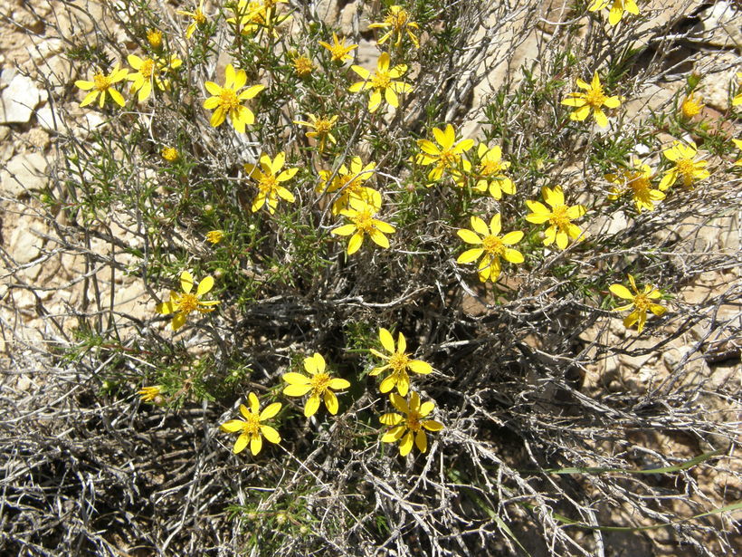 Image of pricklyleaf dogweed