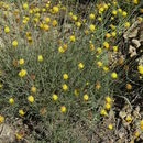 Image de Thelesperma longipes A. Gray