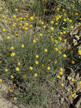 Image de Thelesperma longipes A. Gray