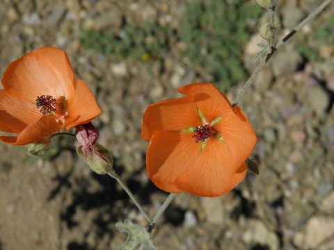 Image of caliche globemallow