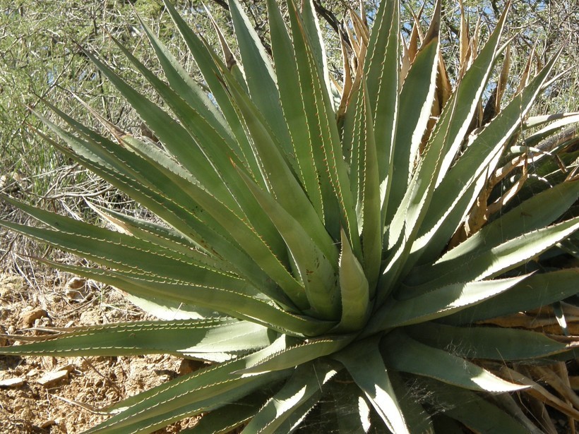 Agave palmeri Engelm. resmi