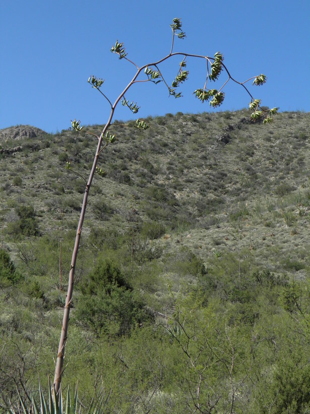 Agave palmeri Engelm. resmi