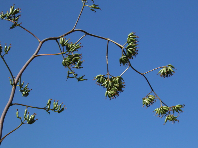 Image of Palmer's century plant