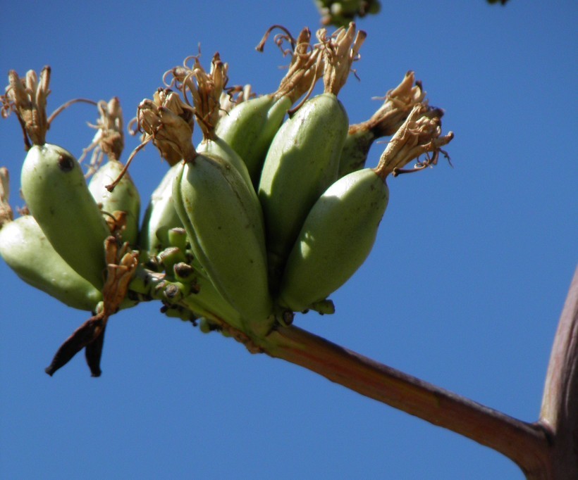 Agave palmeri Engelm. resmi