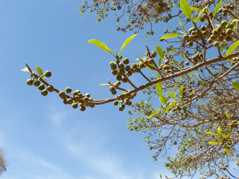 Image of Banyan