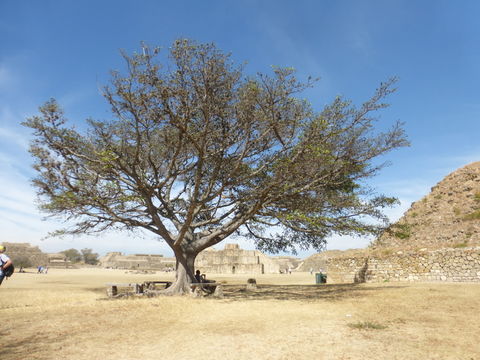 Image of Banyan