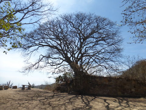 Image of Banyan