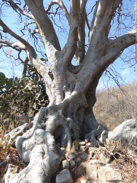 Image of Banyan