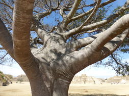 Image of Banyan