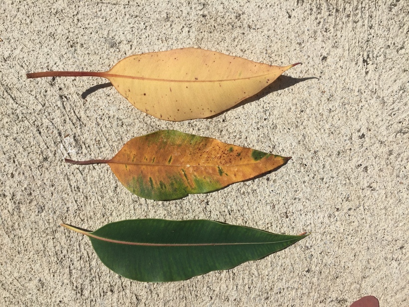 Sivun Corymbia calophylla (Lindl.) K. D. Hill & L. A. S. Johnson kuva